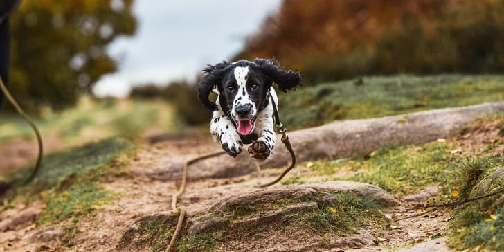A springer spaniel leaping over a log.