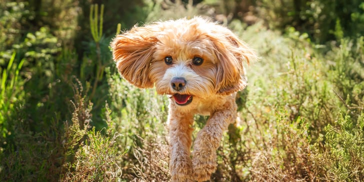 Cavapoo running through grass