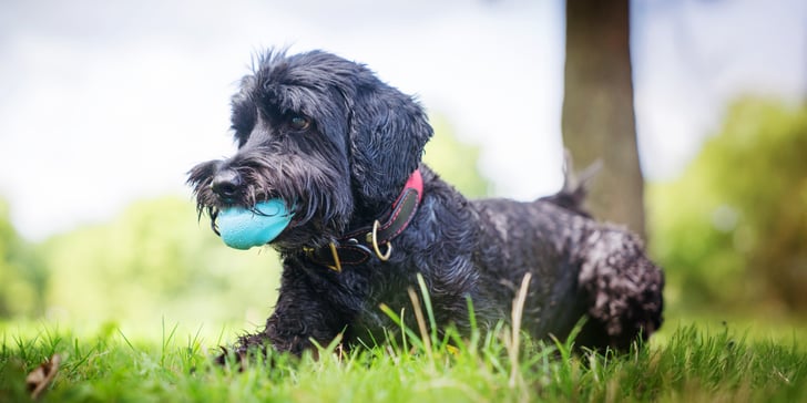 black Labradoodle lying on the grass