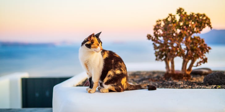 A tabby cat sitting on a white wall.