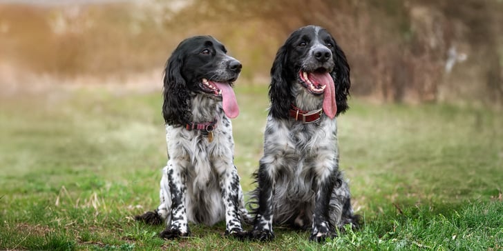 Two black and white Springer Spaniels sitting on green grass.