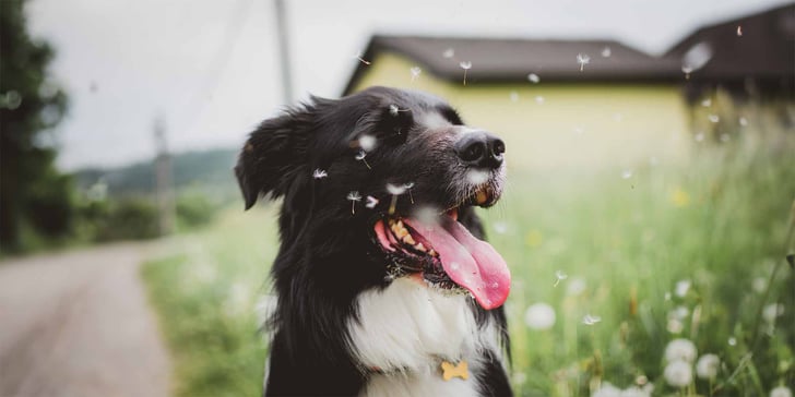 dog sitting close to floating dandelion seeds