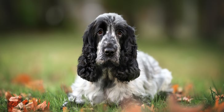 A black and white spaniel laying in the grass.