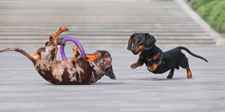 Two Miniature Dachshunds playing