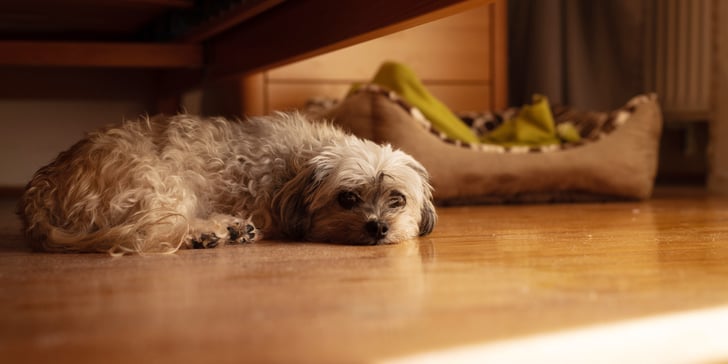 A little dog laying next to his bed.