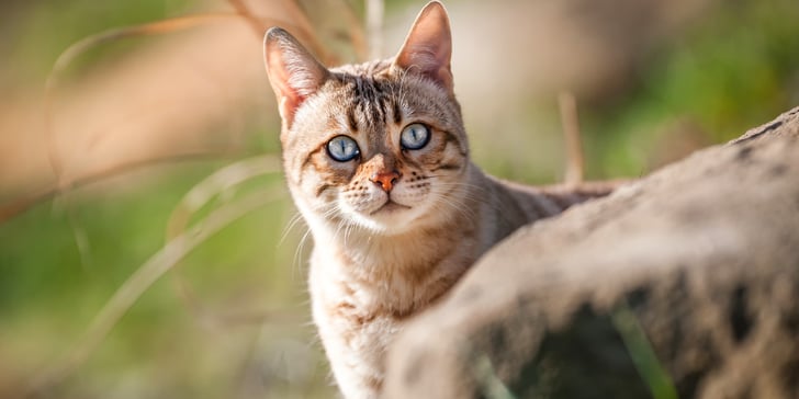 A cat peeking outdoors.