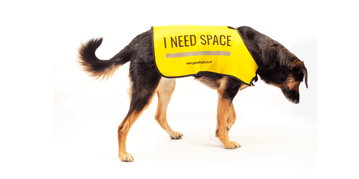 A brown and tan dog wearing an 'I need space' yellow vest.