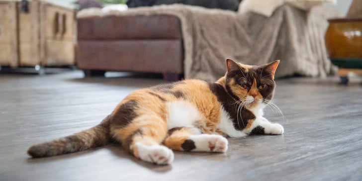 A tortoiseshell shorthair cat laying down indoors.