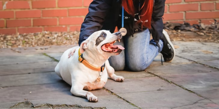 A white dog laying on the floor next to a StreetVet volunteer.
