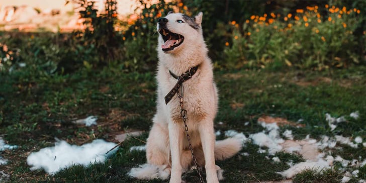 husky sitting on grass surrounded by hair tufts