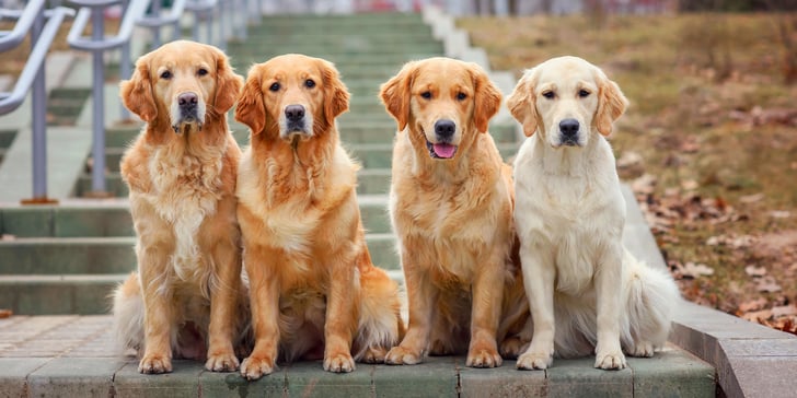 4 goldens sat together on steps.
