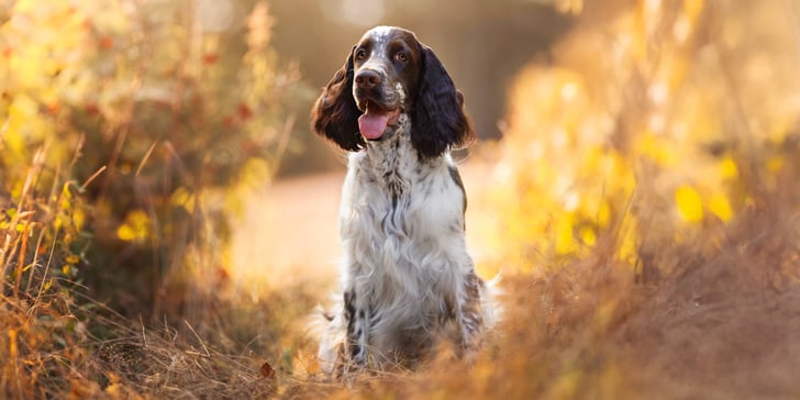 A spaniel sitting outdoors.