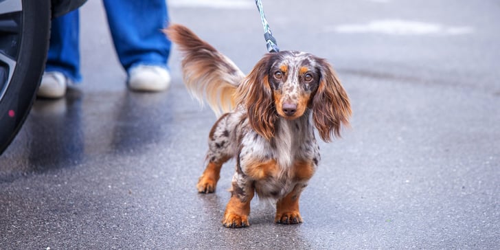 A speckled dachshund standing on the floor.