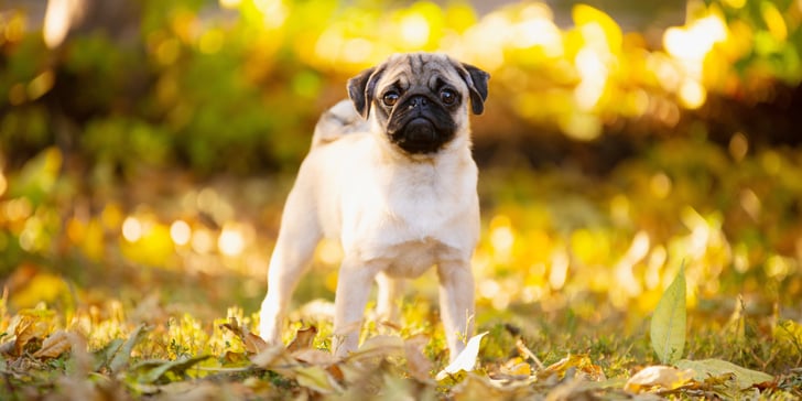 Pug standing on leaves with sun shining