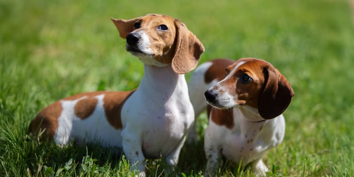 Two Miniature Dachshunds stood side by side on a field