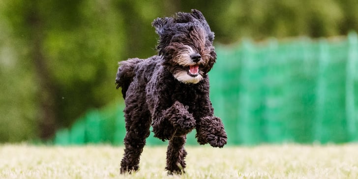 A black Labradoodle leaping through the air.