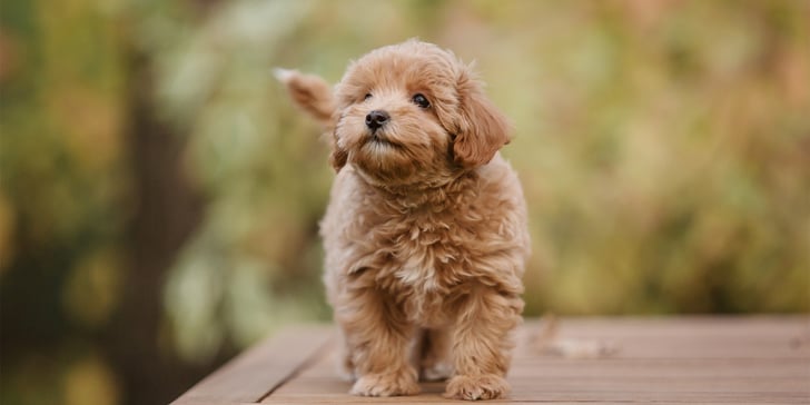 A puppy Maltipoo standing outdoors.