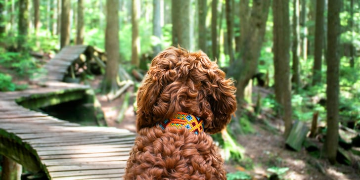 Labradoodle looking at a boardwalk through a forest