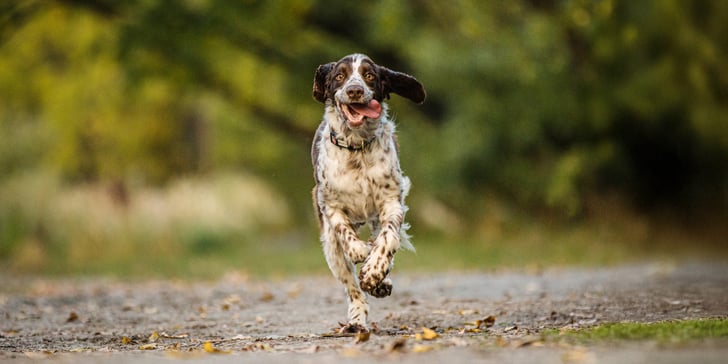 A springer spaniel running with his tongue out.