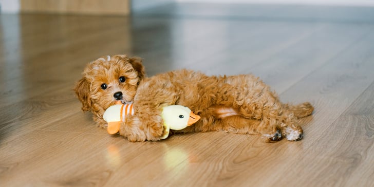 A puppy Cavapoo laying with their toy on wooden flooring.