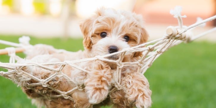 maltipoo in hammock
