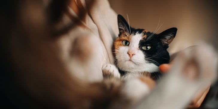 a cat being cuddled by his owner