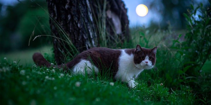 cat walking through forest in the dark