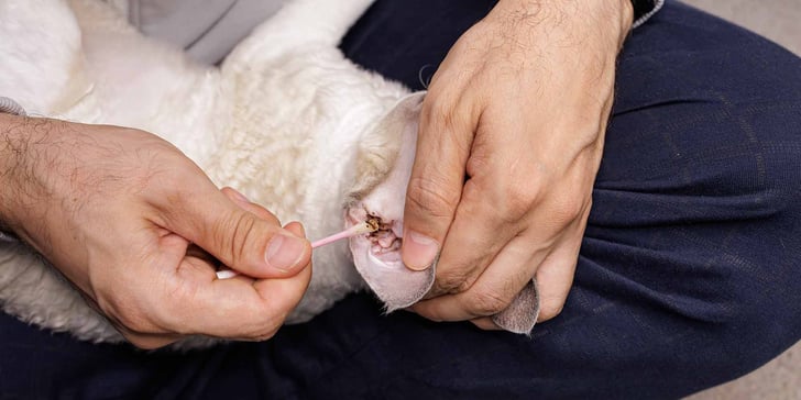 a vet cleaning a cats ears with a cotton stick