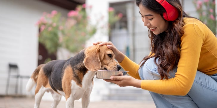 A woman feeding her Beagle outdoors.
