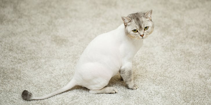 A cat with a lion cut
