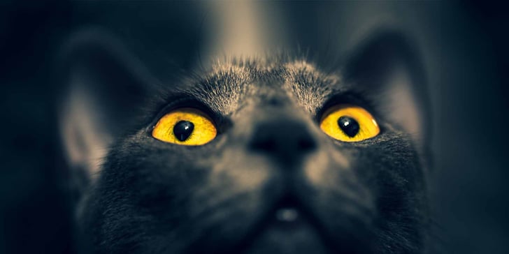 a cat looking up with bright yellow eyes