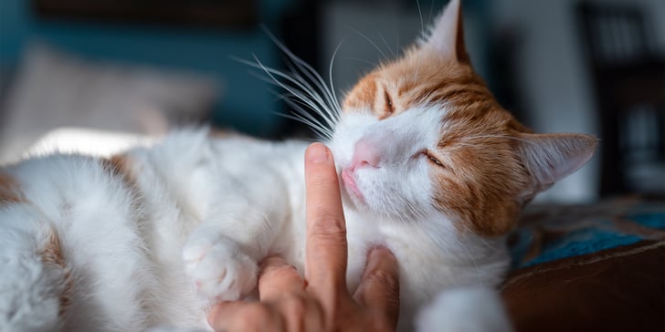 white and ginger cat licking finger