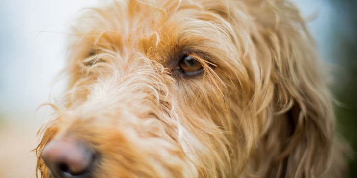 Close up of a Labradoodle's face
