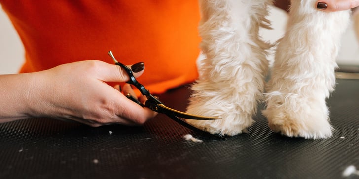 A labradoodle having his feet trimmed.