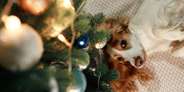 a spaniel looking up at a christmas tree