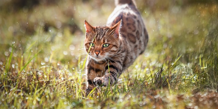 Bengal cat running through grass
