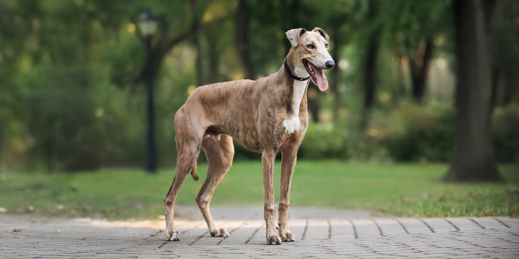 A greyhound stood outdoors on tiles.