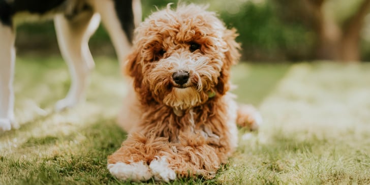 Cavapoo lying on the grass