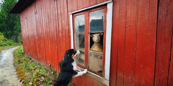 border collie looking at a menacing sheep