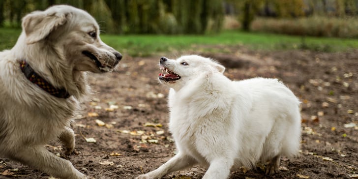 Two dogs about to have a fight.