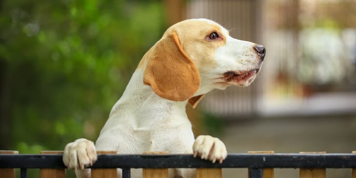 Light coloured Beagle standing at fence