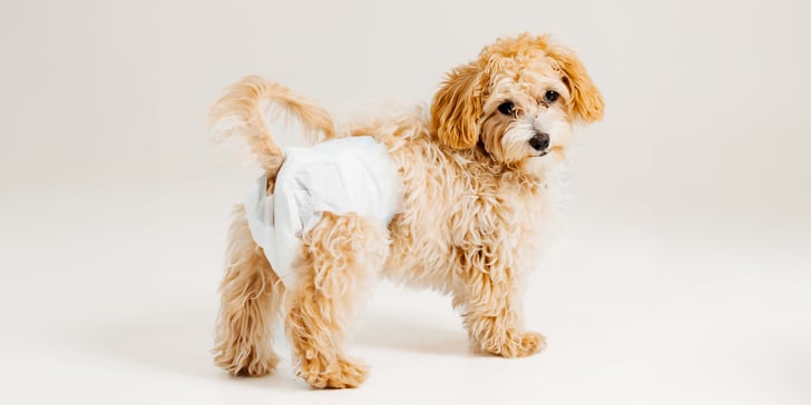 Cavachon Puppy standing up with a nappy on and tail sticking out the top