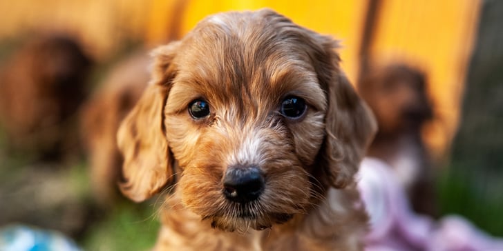 A close-up of a brown Cockapoo puppy against a blurred background.