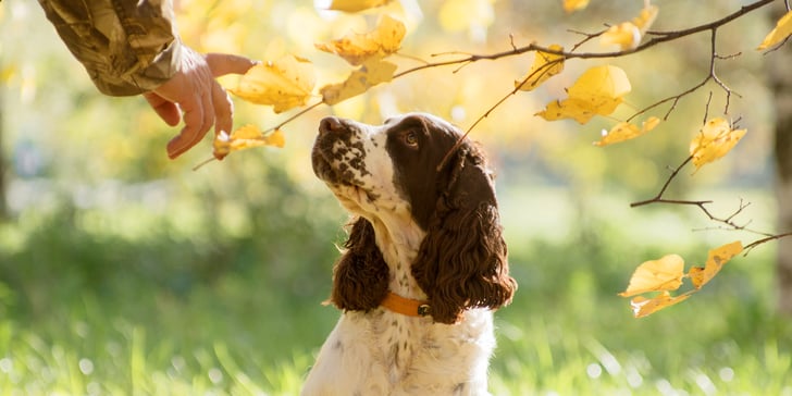 Spaniel sitting under some autumn leaves on a branch
