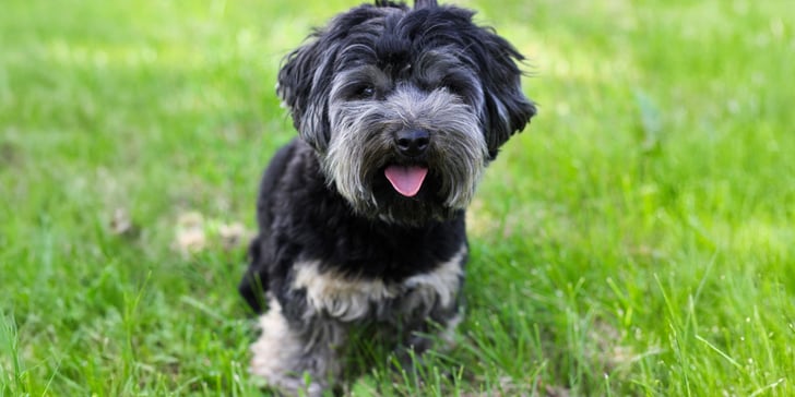 black and grey maltipoo sitting on grass with tongue out