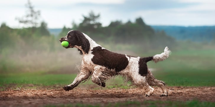 A brown and white spaniel holding a tennis ball in his mouth.