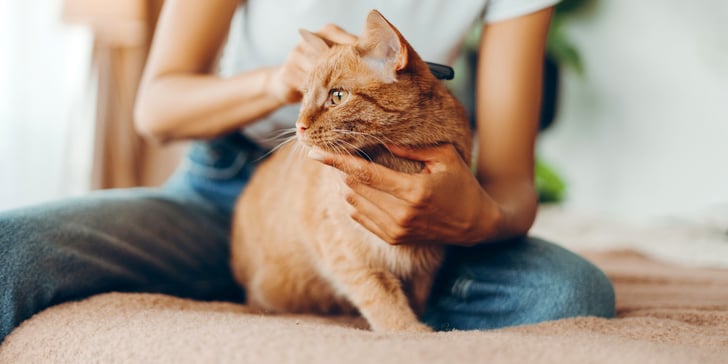 A ginger cat being brushed again.