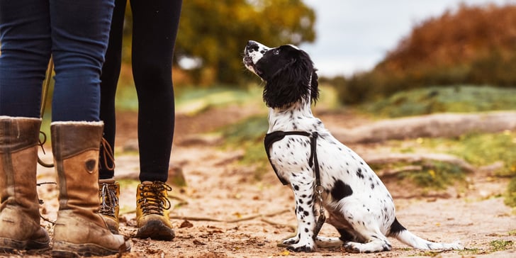 A spaniel sitting patiently at his owner's feet.