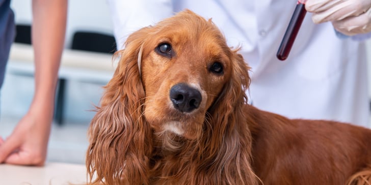 Golden Cocker Spaniel staring at the vet holding a blood sample