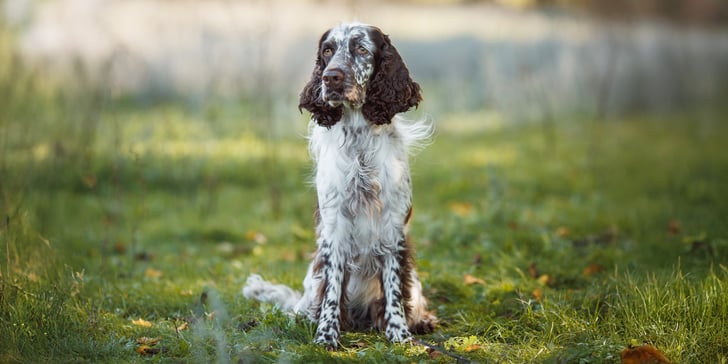 A cocker spaniel sitting on grass.
